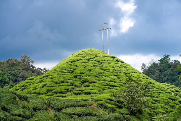 Plantações de chá no Vale de Cameron. Colinas verdes nas montanhas da Malásia. Produção de chá. Arbustos verdes de chá jovem.