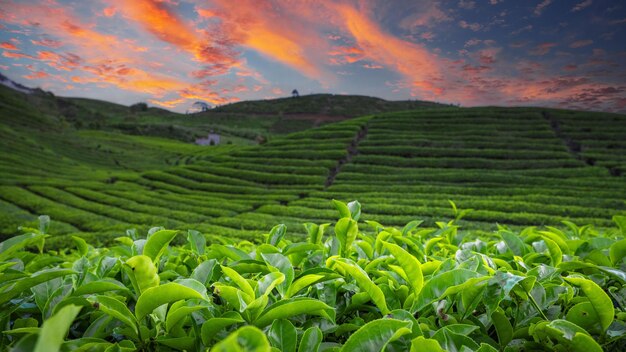 plantações de chá verde ao pôr do sol