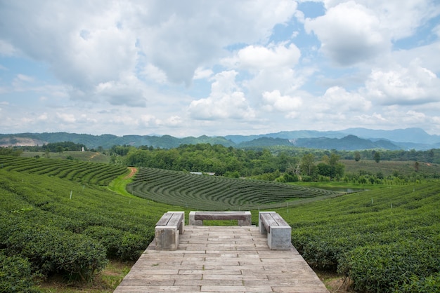 Plantações de chá verde, campo de chá verde e assento para olhar a vista