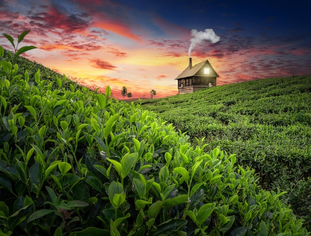 plantações de chá verde com pequena cabana de madeira e lindo céu