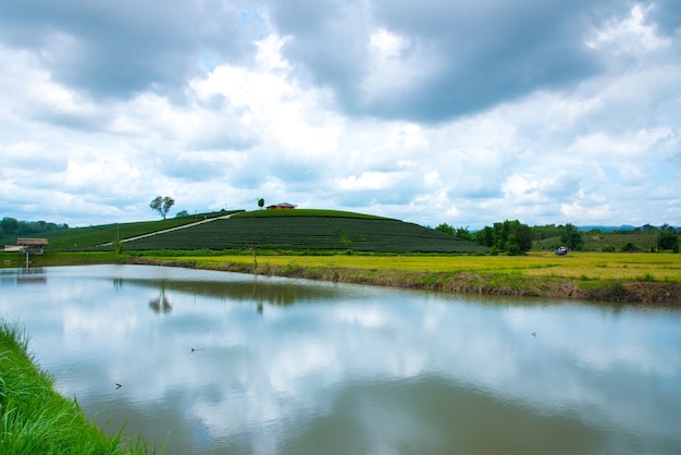 Plantações de chá verde com piscina e fundo do céu