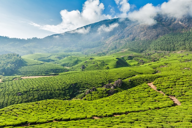 Plantações de chá verde em munnar, kerala, índia