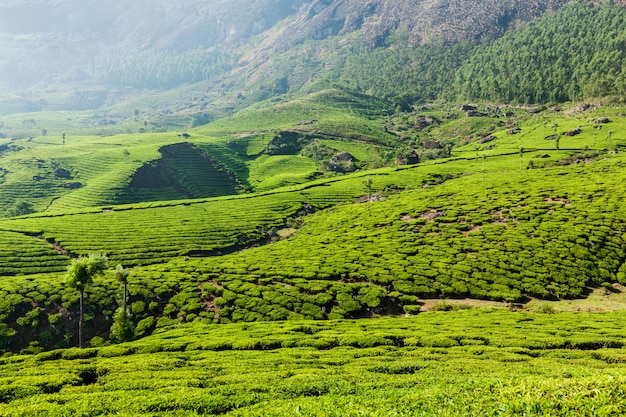 Plantações de chá verde em munnar, kerala, índia