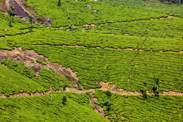 Plantações de chá verde em munnar, kerala, índia