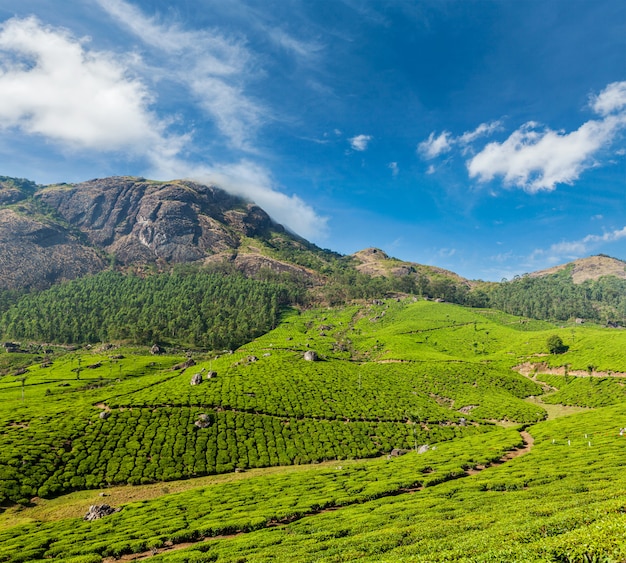 Plantações de chá verde em munnar, kerala, índia