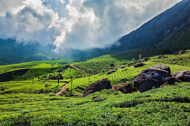 Plantações de chá verde em Munnar, Kerala, Índia