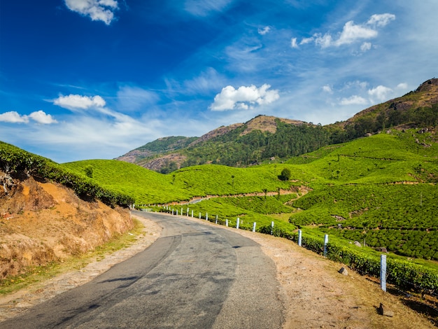 Plantações de chá verde em Munnar, Kerala, Índia