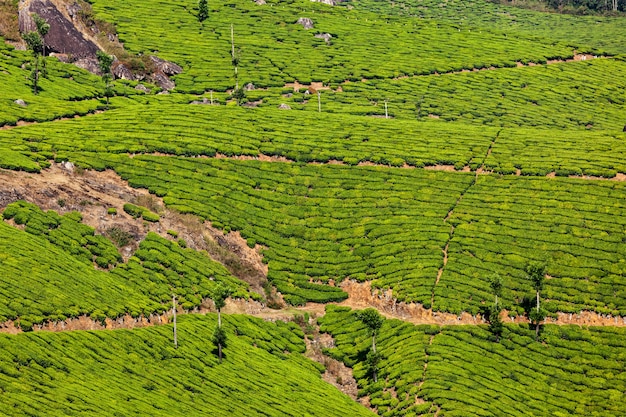 Plantações de chá verde em Munnar, Kerala, Índia