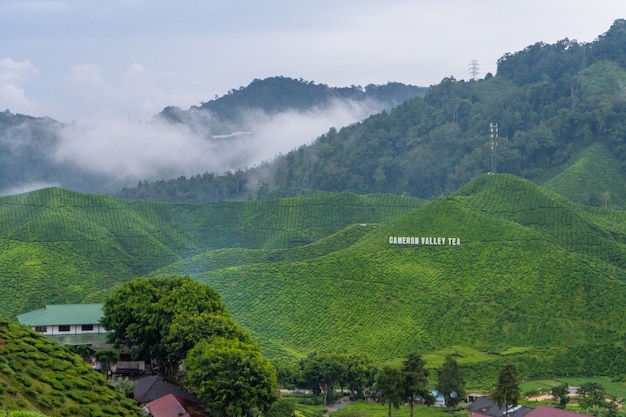 Plantações de chá verde nas colinas nas terras altas. O melhor chá cresce em climas úmidos e nebulosos no alto das montanhas. Cameron Highlands, Malásia - 17/06/2020