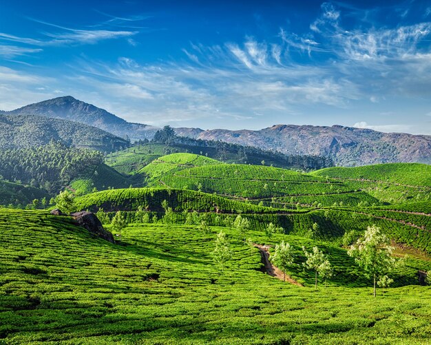 Plantações de chá verde pela manhã, estado de Munnar Kerala, Índia