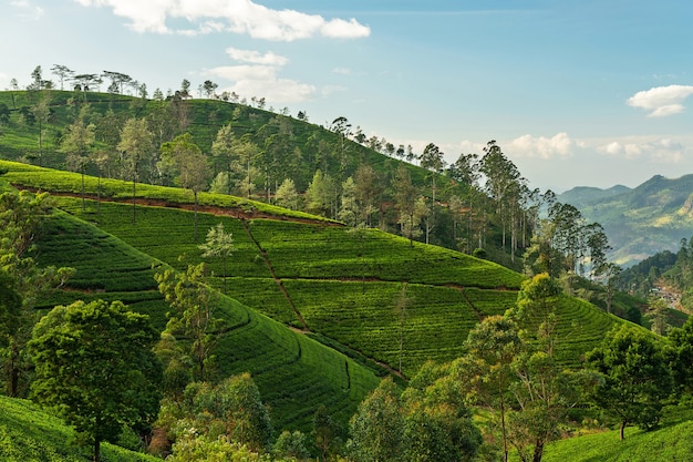 Plantações de chá verdes filas paisagem nuwara eliya