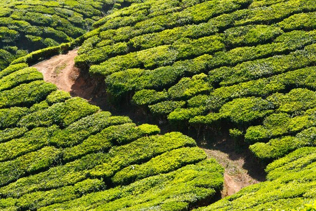 plantações de chá