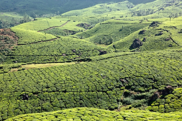 plantações de chá