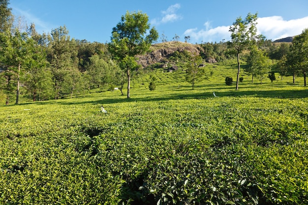 plantações de chá