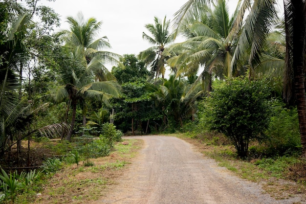 Plantações de coco orgânicas na área de Samut Songkram, na Tailândia