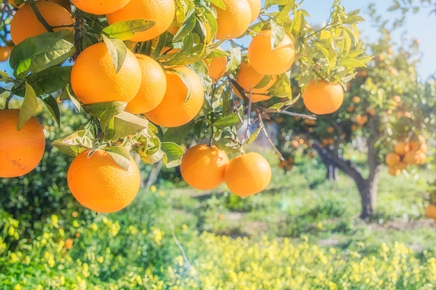 Foto plantações de laranjeiras