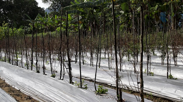 Plantações de pimentão maduras sinalizando a hora do replantio Captura a essência de um ciclo de cultivo bem-sucedido, pronto para a próxima fase de crescimento e cultivo