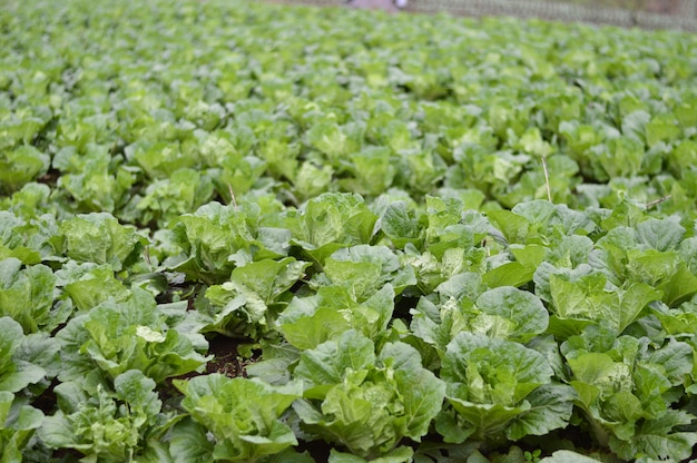 Plantações de repolho chinês