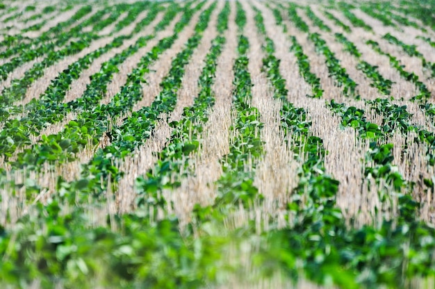 Plantações de soja em Juan Lacaze Colonia Uruguai