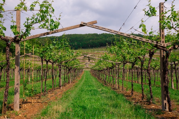 Foto plantações de uvas em uma vinícola italiana.