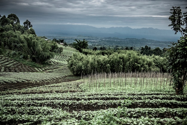 Plantações em Nord Kivu, RDC