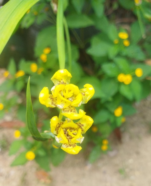 Plantações naturais de origem