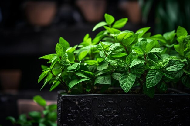 Foto plantador de folhas verdes frescas