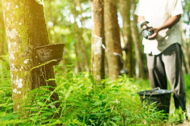 Plantadores de caucho se cosechan en el jardín de árboles de caucho