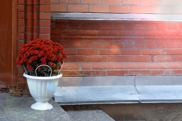 Foto plantadores con crisantemos en flor de otoño en el porche de la casa flores de temporada