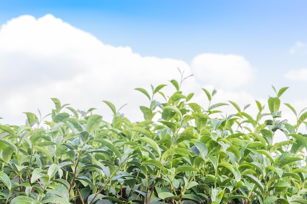 Plantage für grünen Tee