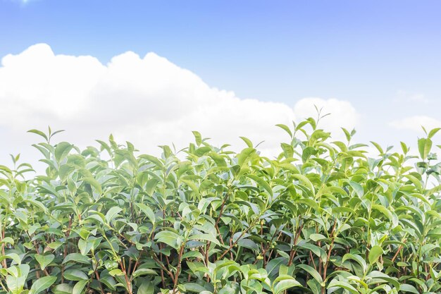 Plantage für grünen Tee