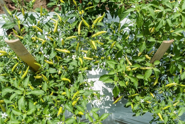 Plantage mit thailändischen oder chilenischen Paprika. Prozess des thailändischen Pfefferanbaus in Indonesien