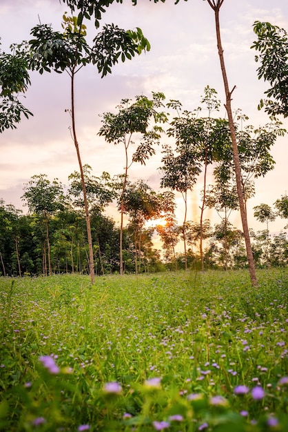 Plantage oder Paragummibaum oder Baumgummigarten in Südthailand