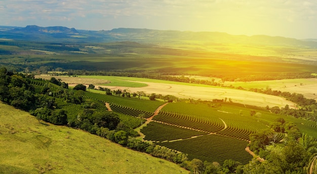 Plantage - Sonnenlicht an der Kaffeeplantagenlandschaft - Brasilien