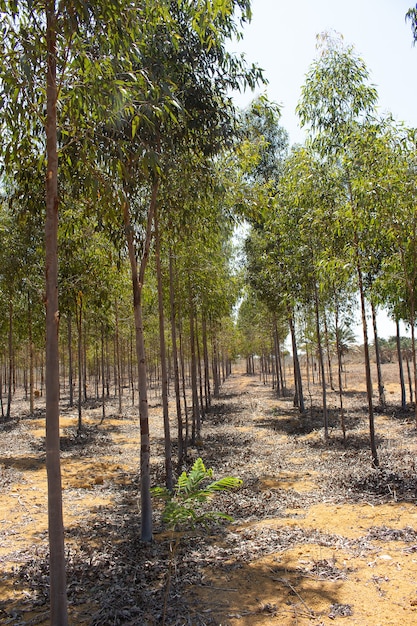 Plantage von Eukalyptusbaum an einem sonnigen Tag