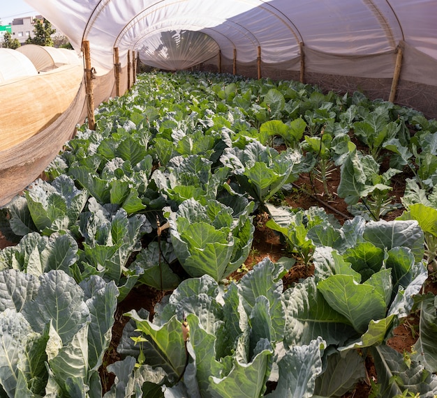 Plantage von Grünkohlblättern im Gewächshaus.