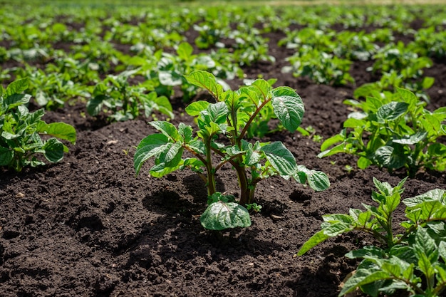 Plantage von jungen Kartoffelsprossen auf einem Gebiet mit schwarzem Boden