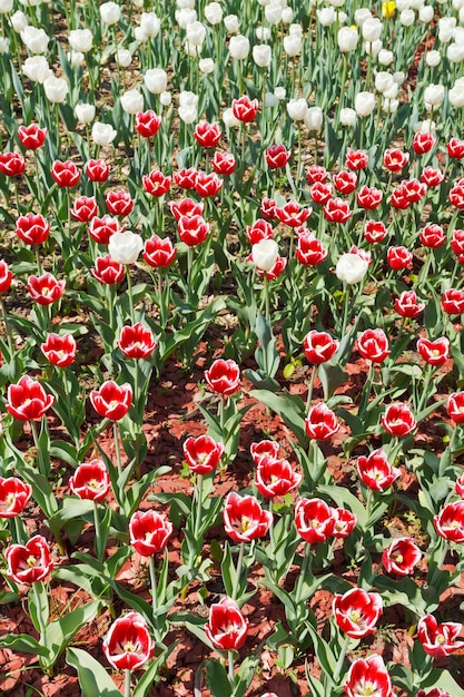 Plantage von roten und weißen dekorativen Tulpen