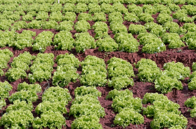 Plantage von Salat