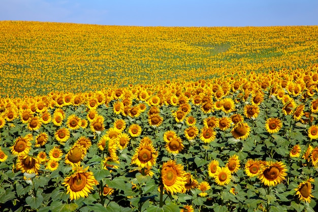 Plantage von Sonnenblumen mit einem Tag des blauen Himmels