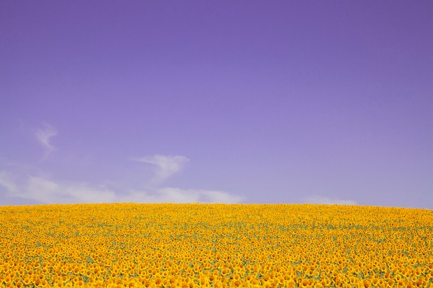 Plantage von Sonnenblumen mit einem Tag des blauen Himmels