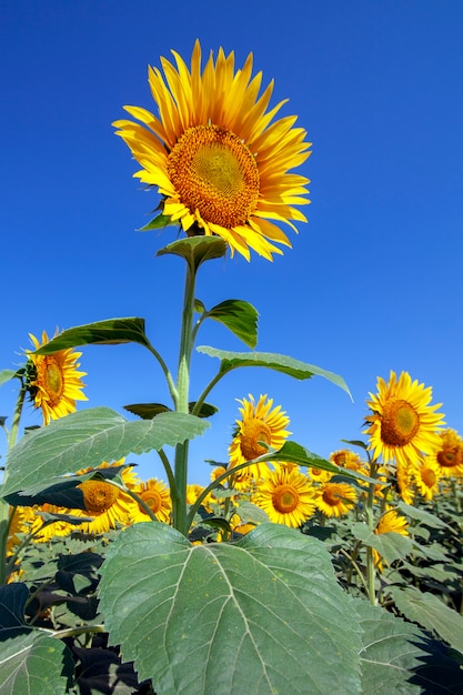 Plantage von Sonnenblumen mit einem Tag des blauen Himmels