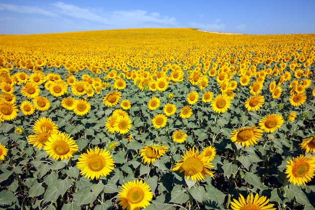 Plantage von Sonnenblumen mit einem Tag des blauen Himmels