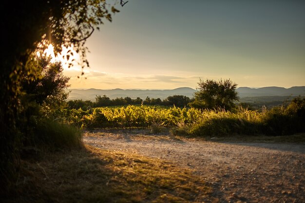 Plantage von Weinreben Landschaft