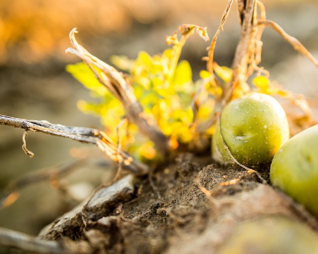 Plantagen wachsen. Ernte von frischen Bio-Kartoffeln auf dem Feld. Kartoffeln im Schlamm