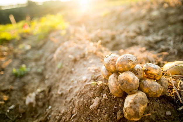 Plantagen wachsen. Ernte von frischen Bio-Kartoffeln auf dem Feld. Kartoffeln im Schlamm