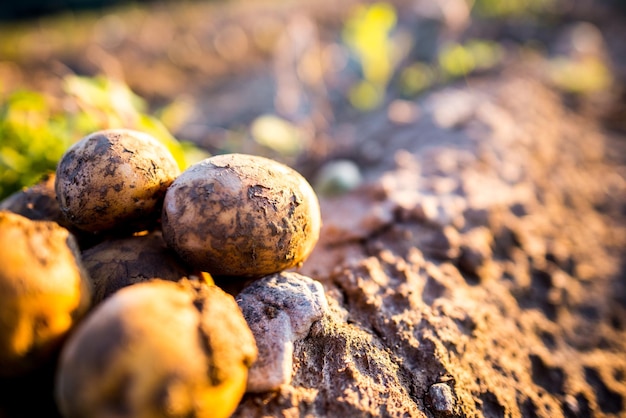 Plantagen wachsen. Ernte von frischen Bio-Kartoffeln auf dem Feld. Kartoffeln im Schlamm