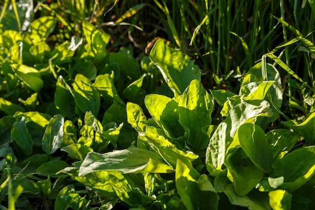 Plantago Hauptpflanzen