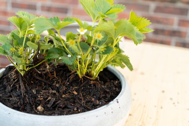 Plantando a planta de morango em um pequeno vaso de plantio de jardim.