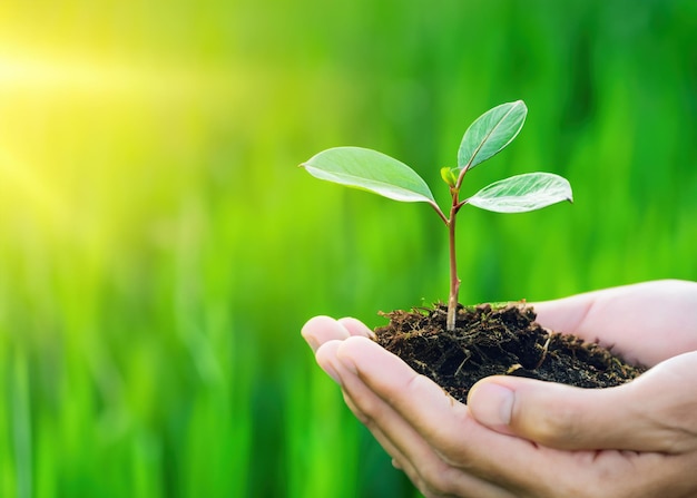 Plantando as sementes do amanhã Uma mão agarrando uma pequena planta que incorpora o poder da renovação e do cuidado